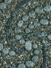 USA, Washington State, Seabeck. Close-up of rock design. Art Print